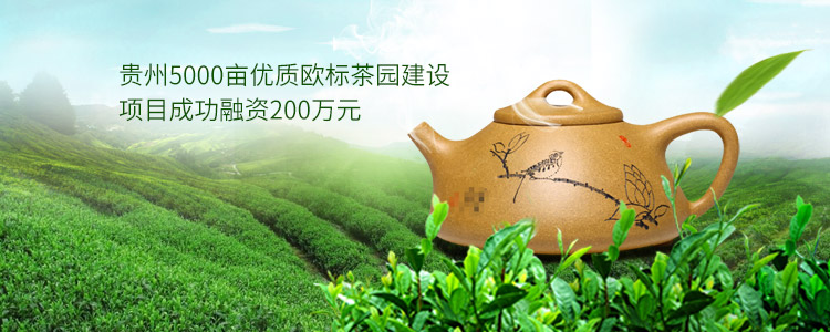 贵州5000亩优质欧标茶园建设项目成功合作200万元