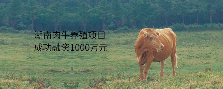 湖南肉牛养殖项目成功合作1000万元