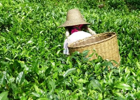 茶叶种植商业计划书-茶叶种植商业计划书怎么写-茶叶种植商业策划书行业分析